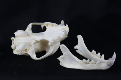 Pathological Bobcat Skull
