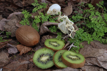 Articulated Parakeet Skeleton with Sclerotic Rings