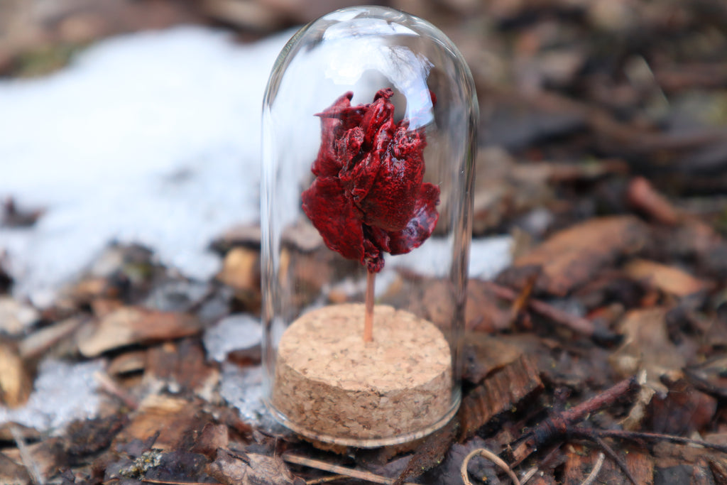 Dry Preserved Kitten Heart and Lungs