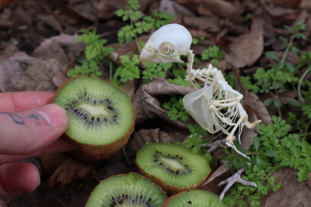 Articulated Parakeet Skeleton with Sclerotic Rings