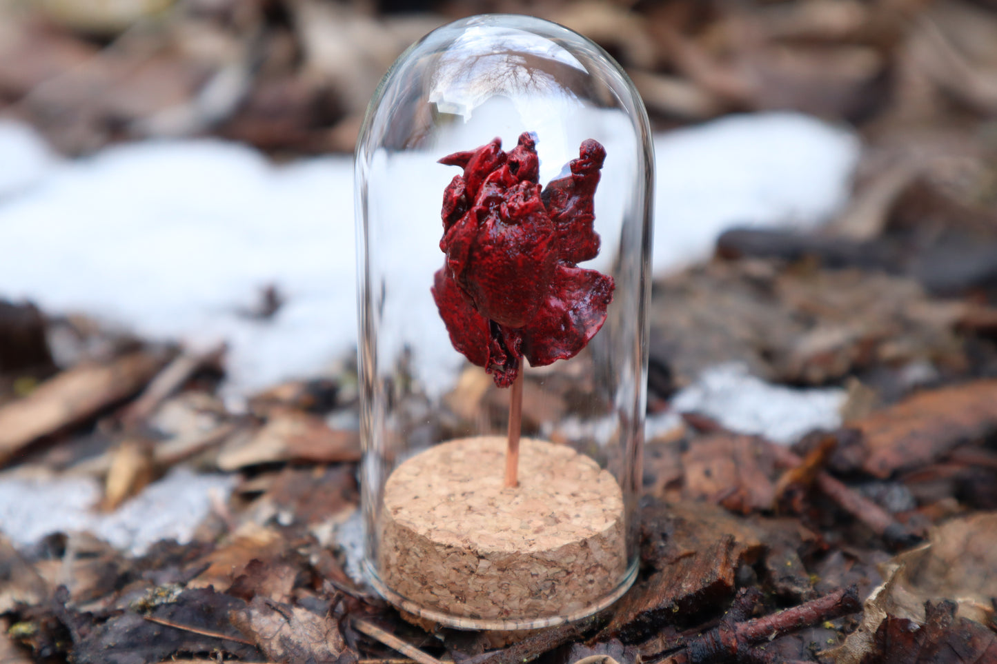 Dry Preserved Kitten Heart and Lungs