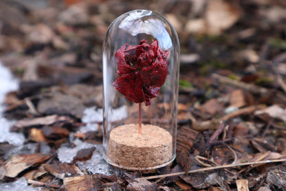 Dry Preserved Kitten Heart and Lungs