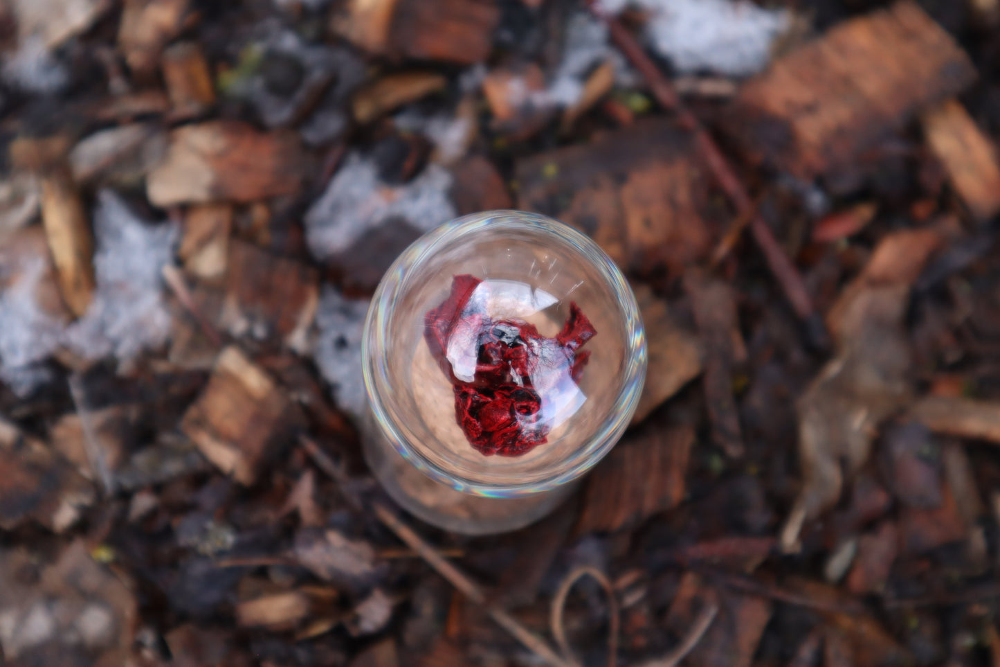 Dry Preserved Kitten Heart and Lungs