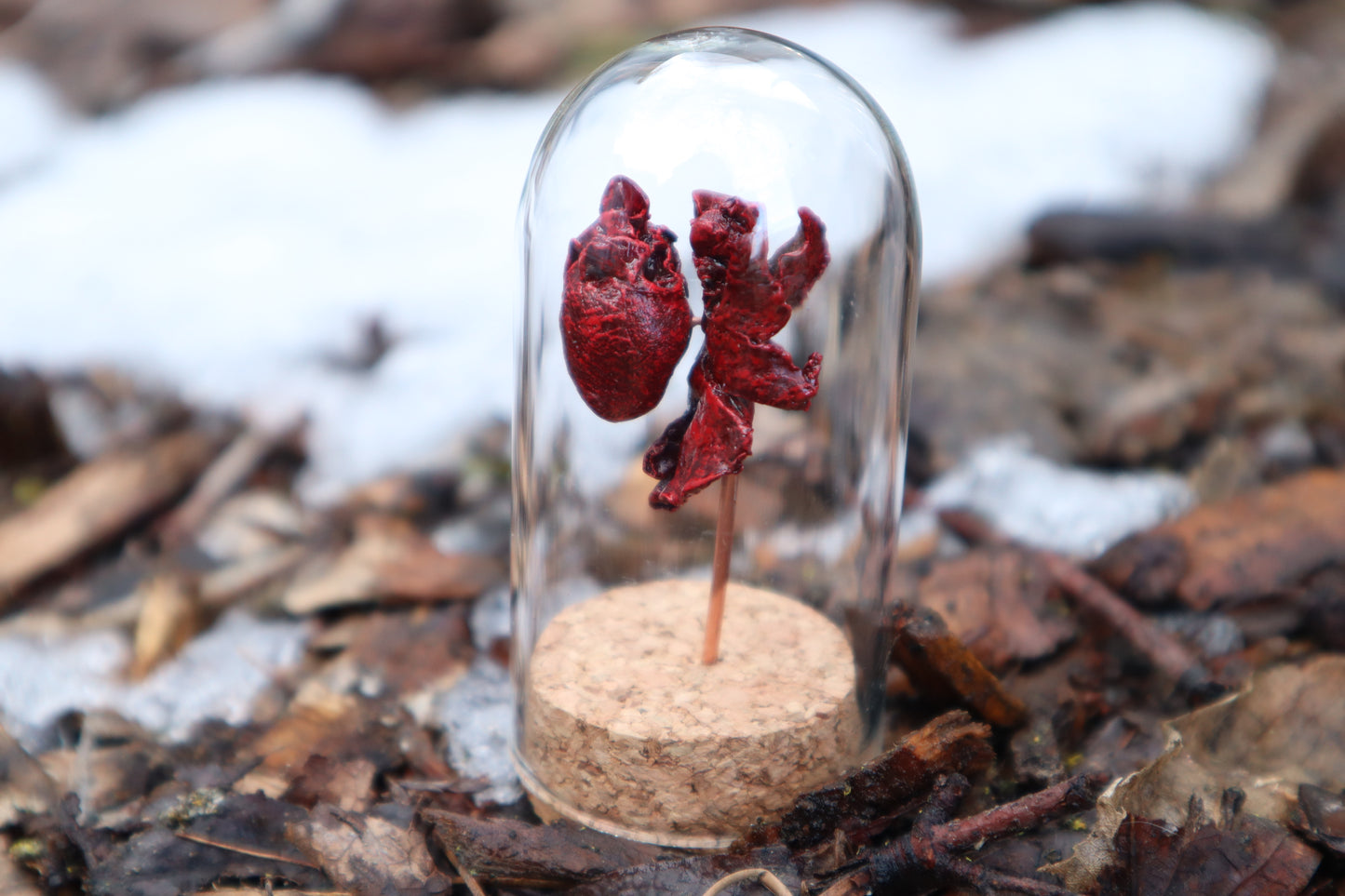 Dry Preserved Kitten Heart and Lungs