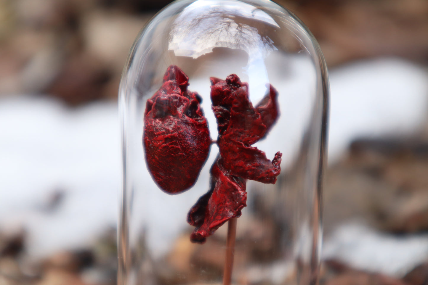Dry Preserved Kitten Heart and Lungs