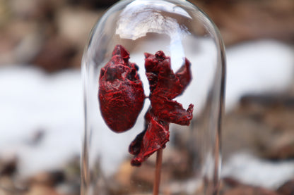 Dry Preserved Kitten Heart and Lungs