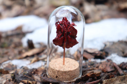 Dry Preserved Kitten Heart and Lungs