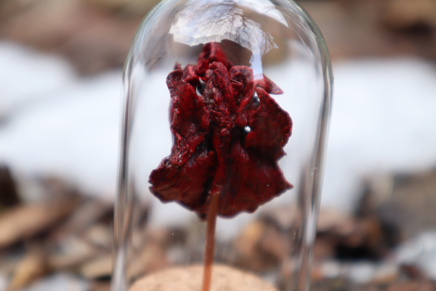 Dry Preserved Kitten Heart and Lungs