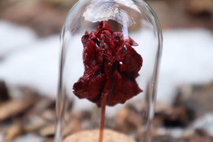 Dry Preserved Kitten Heart and Lungs