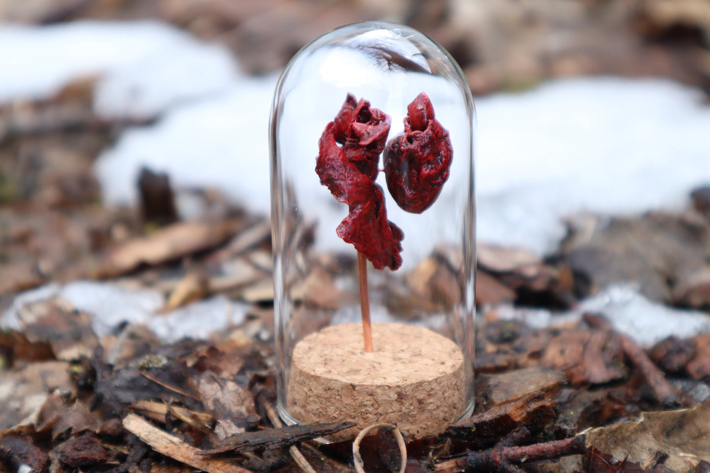 Dry Preserved Kitten Heart and Lungs