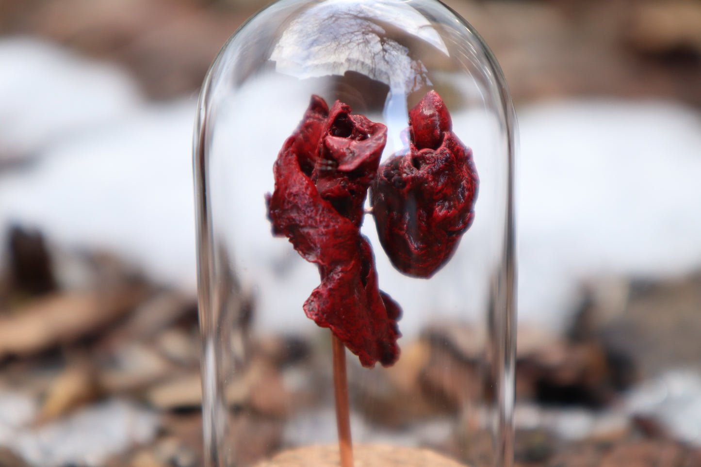 Dry Preserved Kitten Heart and Lungs