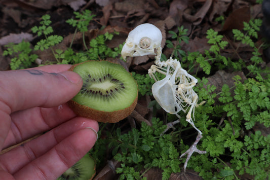 Articulated Parakeet Skeleton with Sclerotic Rings