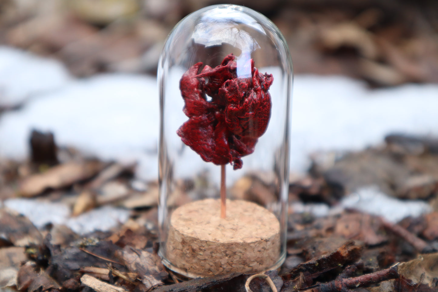 Dry Preserved Kitten Heart and Lungs