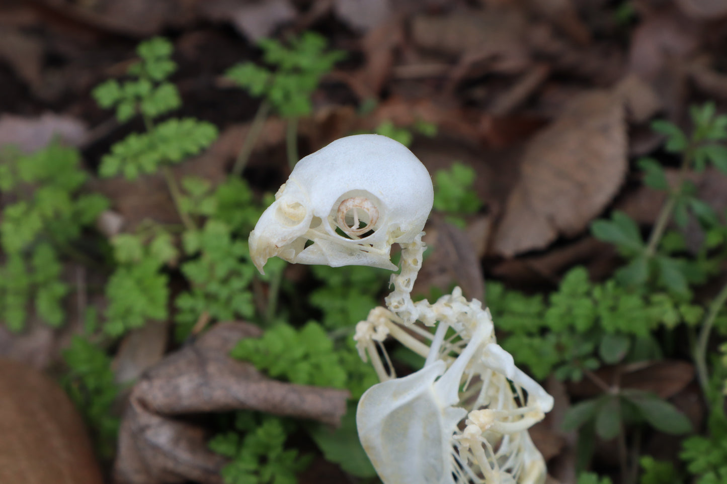 Articulated Parakeet Skeleton with Sclerotic Rings