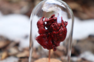 Dry Preserved Kitten Heart and Lungs