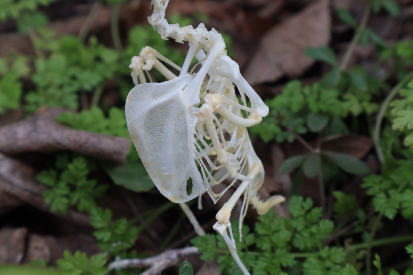 Articulated Parakeet Skeleton with Sclerotic Rings