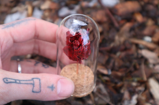 Dry Preserved Kitten Heart and Lungs