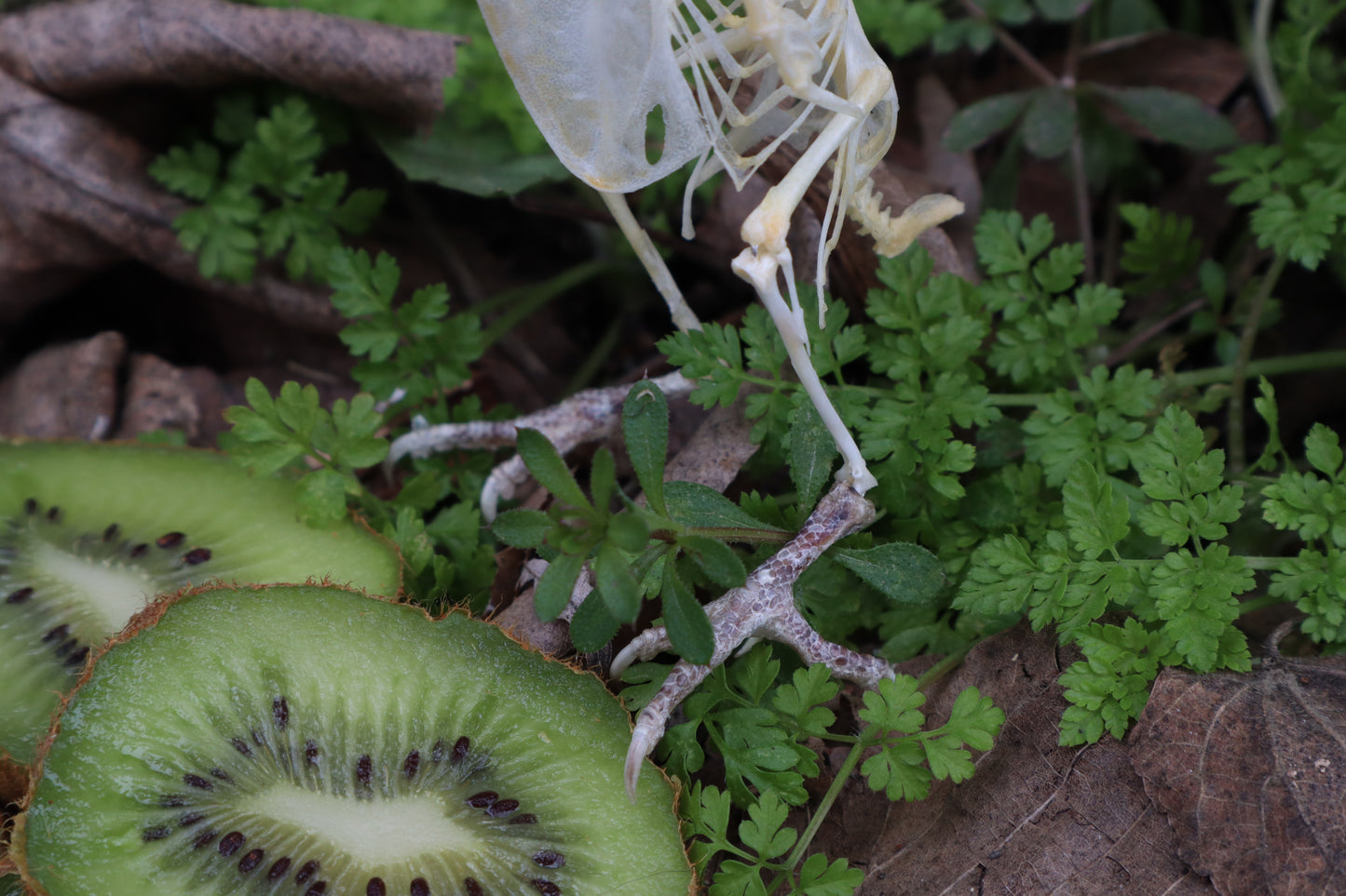 Articulated Parakeet Skeleton with Sclerotic Rings
