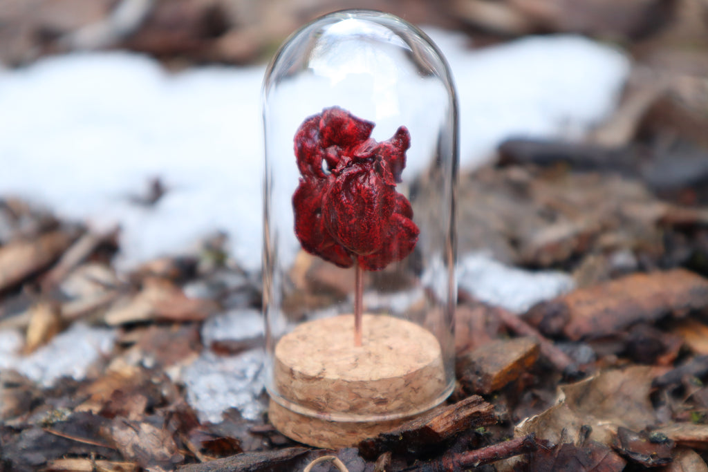 Dry Preserved Kitten Heart and Lungs