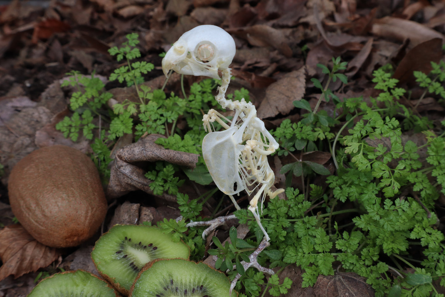 Articulated Parakeet Skeleton with Sclerotic Rings
