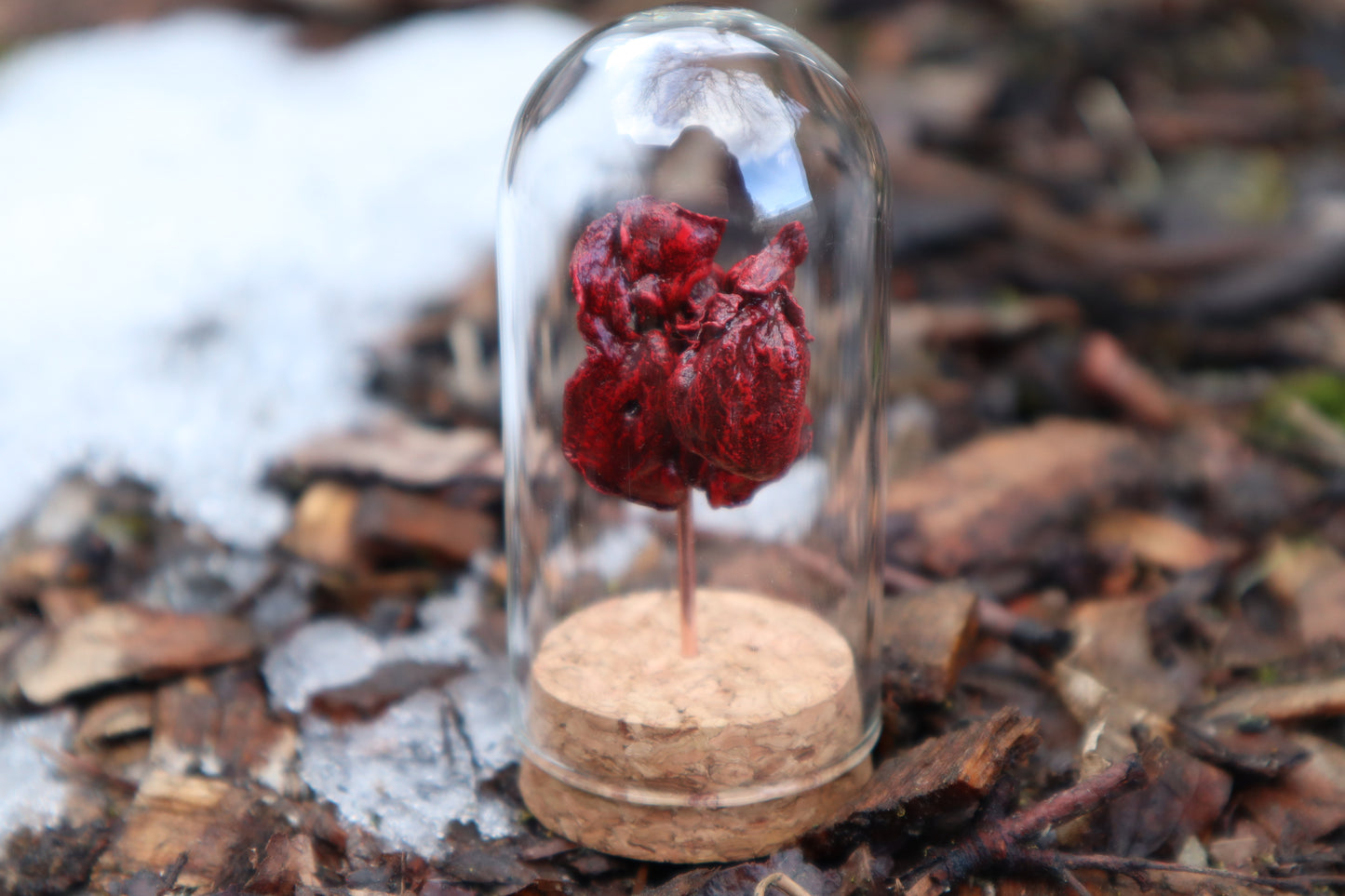 Dry Preserved Kitten Heart and Lungs