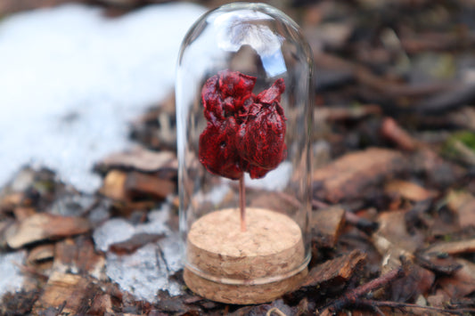 Dry Preserved Kitten Heart and Lungs