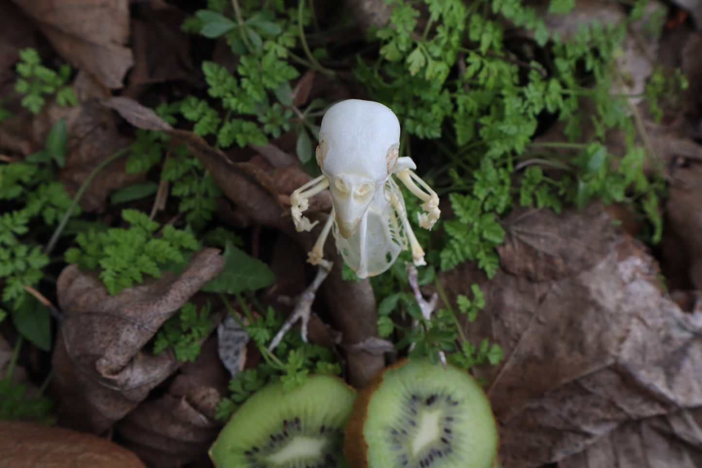 Articulated Parakeet Skeleton with Sclerotic Rings
