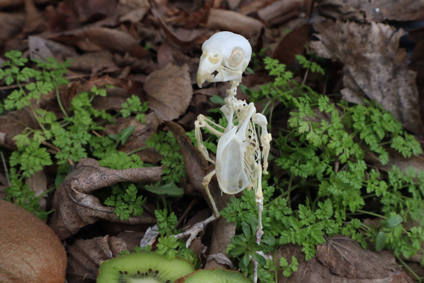 Articulated Parakeet Skeleton with Sclerotic Rings