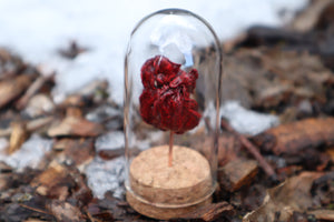 Dry Preserved Kitten Heart and Lungs