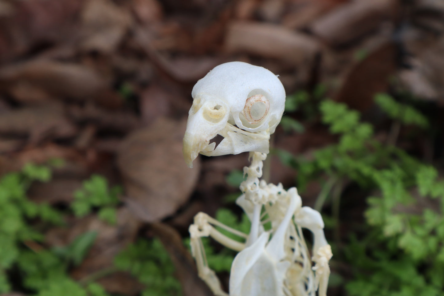 Articulated Parakeet Skeleton with Sclerotic Rings