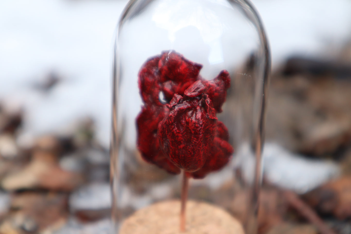 Dry Preserved Kitten Heart and Lungs