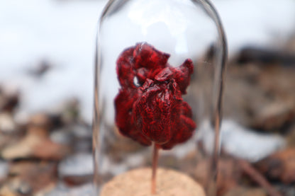 Dry Preserved Kitten Heart and Lungs