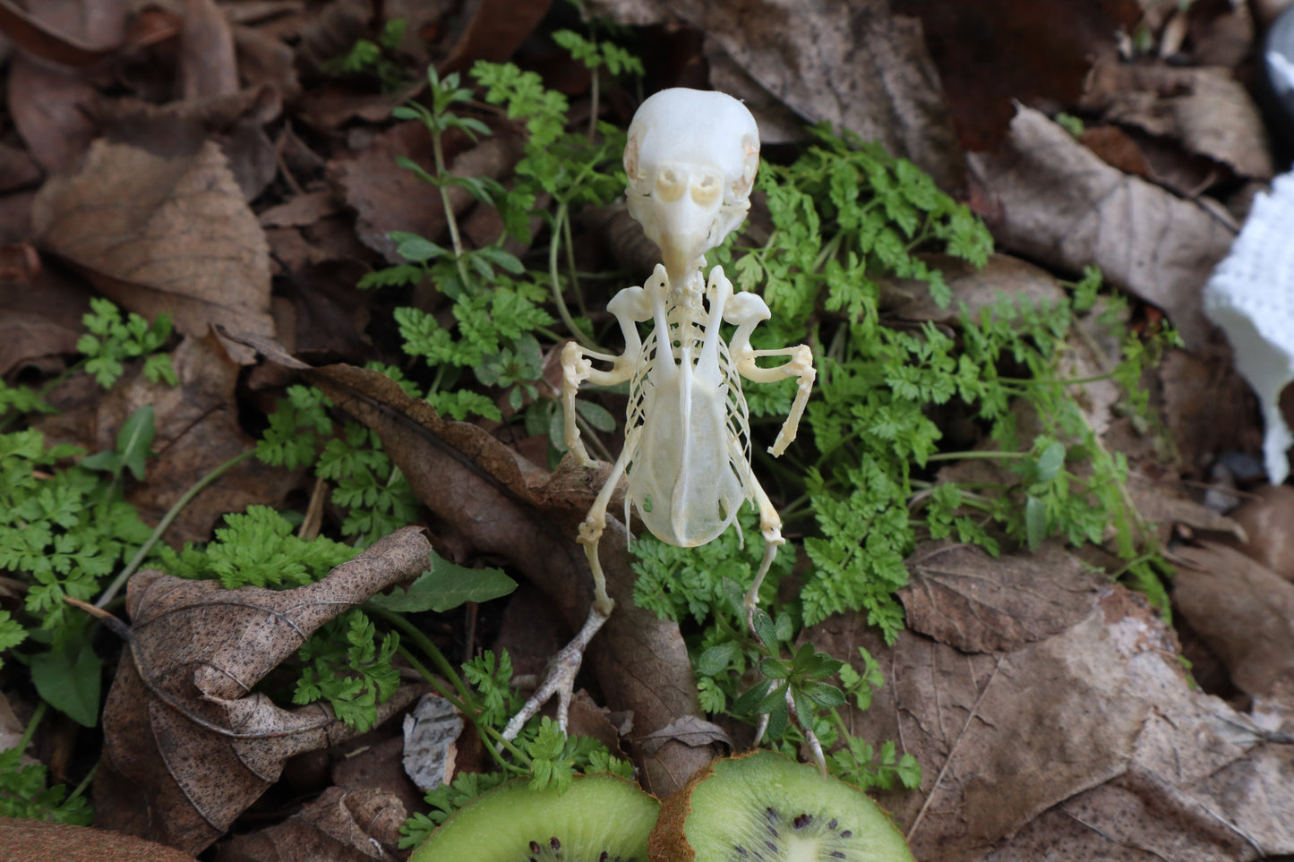 Articulated Parakeet Skeleton with Sclerotic Rings