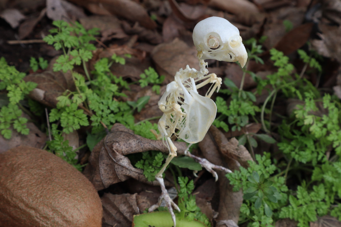 Articulated Parakeet Skeleton with Sclerotic Rings