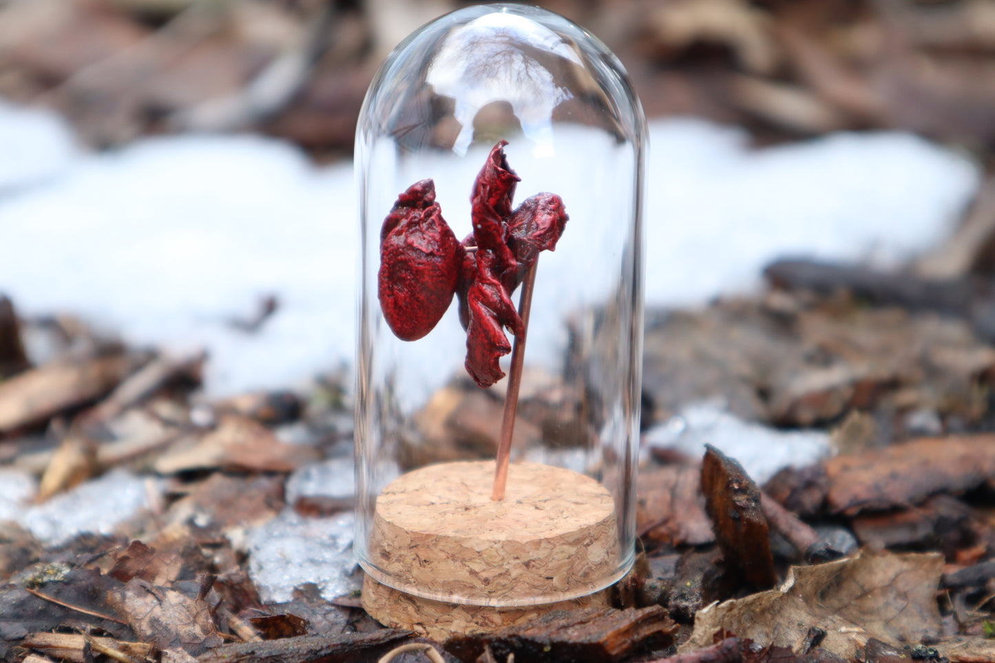Dry Preserved Kitten Heart and Lungs