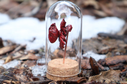 Dry Preserved Kitten Heart and Lungs