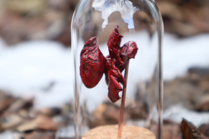 Dry Preserved Kitten Heart and Lungs