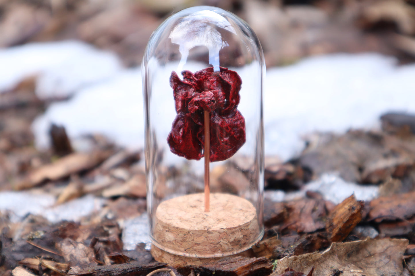 Dry Preserved Kitten Heart and Lungs