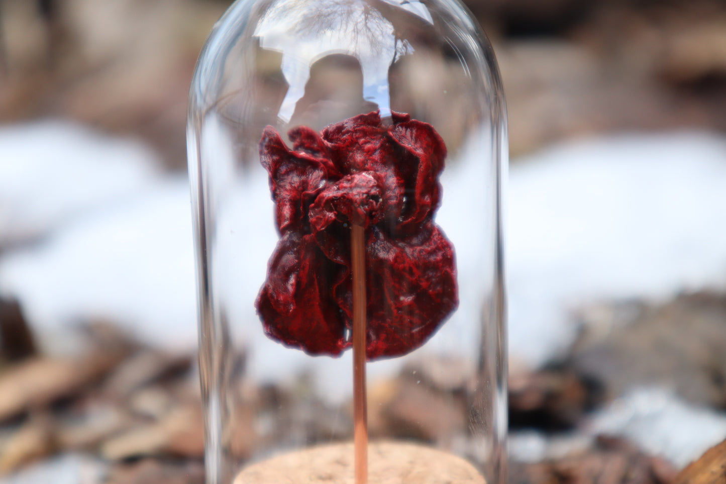 Dry Preserved Kitten Heart and Lungs