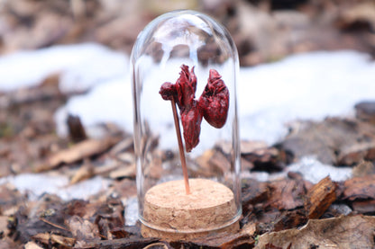 Dry Preserved Kitten Heart and Lungs