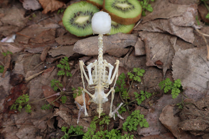 Articulated Parakeet Skeleton with Sclerotic Rings
