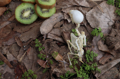 Articulated Parakeet Skeleton with Sclerotic Rings