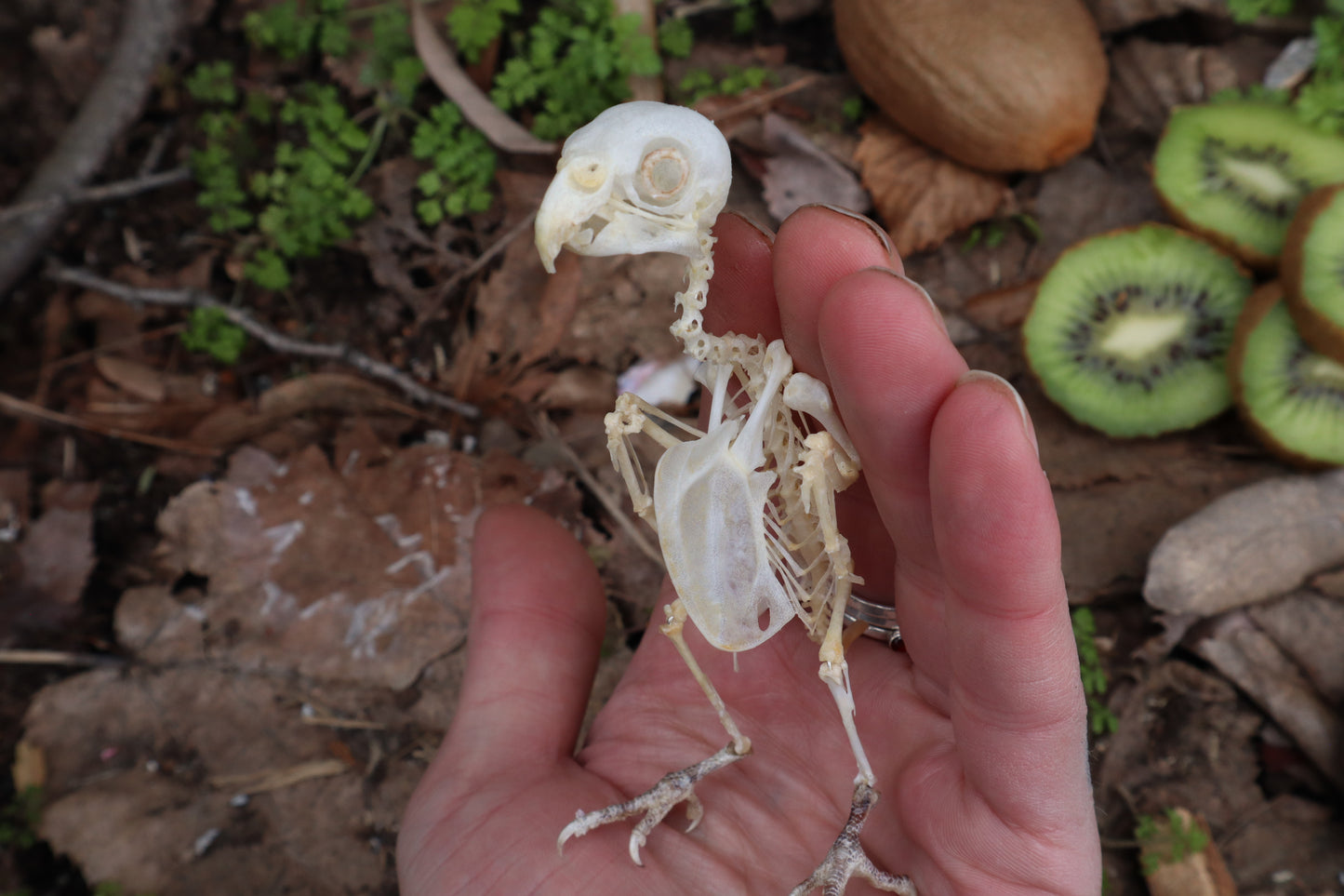 Articulated Parakeet Skeleton with Sclerotic Rings