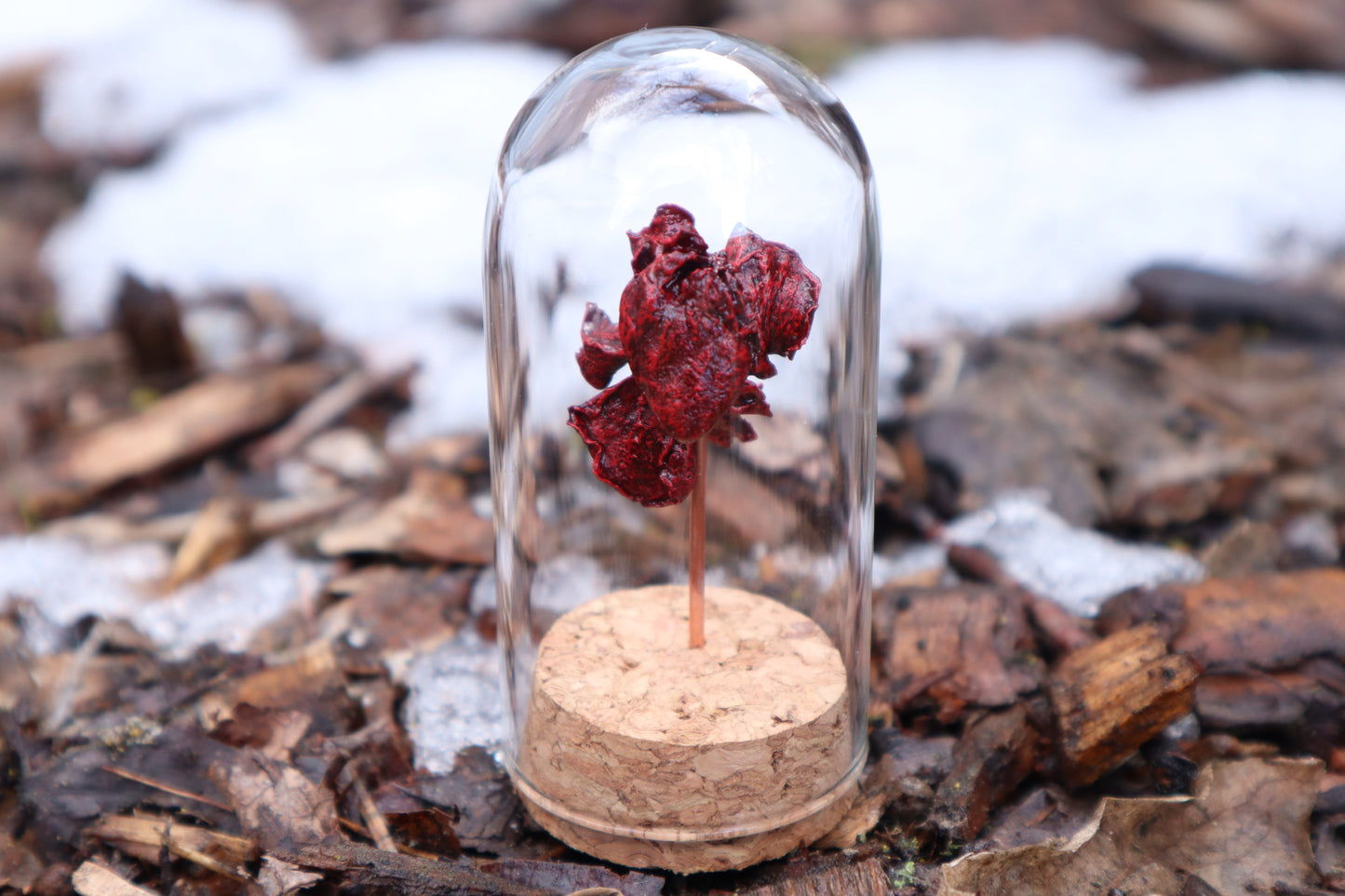 Dry Preserved Kitten Heart and Lungs