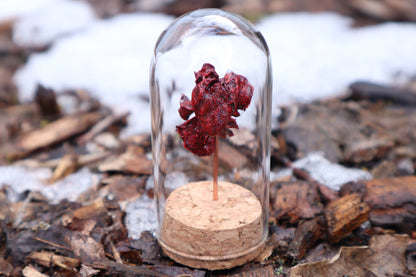 Dry Preserved Kitten Heart and Lungs