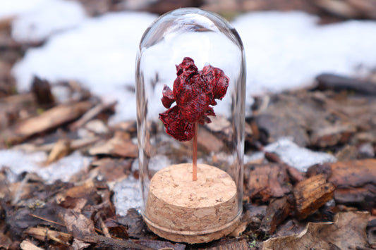 Dry Preserved Kitten Heart and Lungs