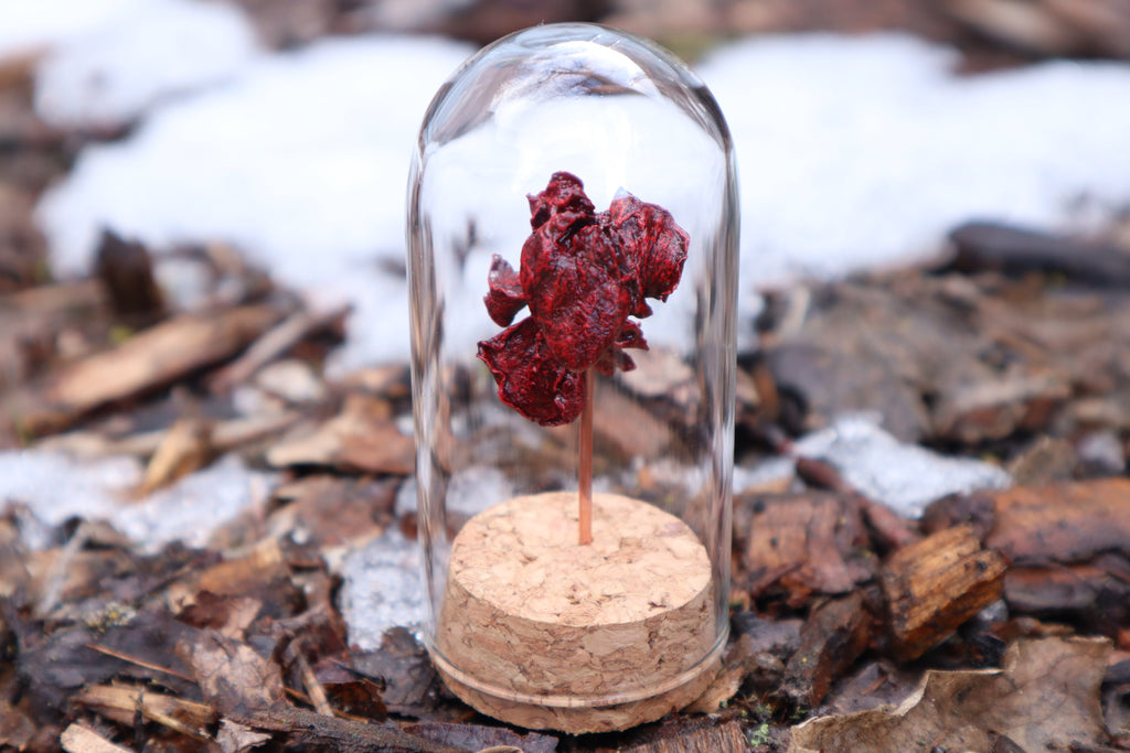 Dry Preserved Kitten Heart and Lungs