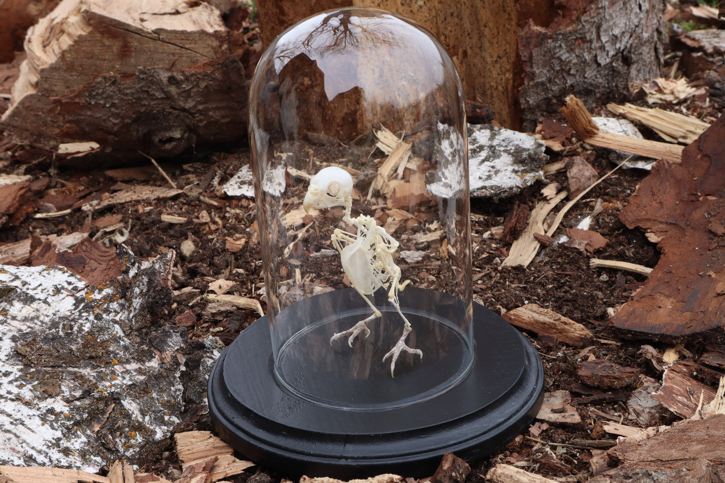 Articulated Parakeet Skeleton with Sclerotic Rings
