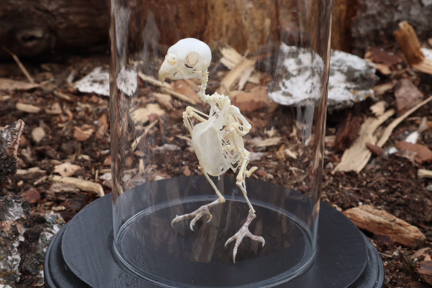 Articulated Parakeet Skeleton with Sclerotic Rings