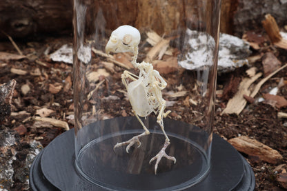 Articulated Parakeet Skeleton with Sclerotic Rings